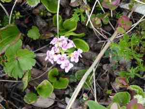 Purple bitter-cress(Cardamine purpurea)