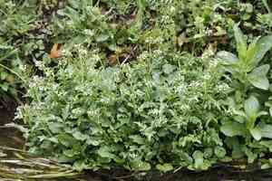 Big-flower bittercress(Cardamine scutata)