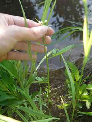 Big-flower bittercress(Cardamine scutata)