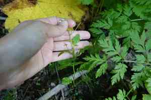 Big-flower bittercress(Cardamine scutata)