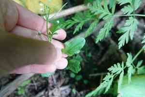 Big-flower bittercress(Cardamine scutata)
