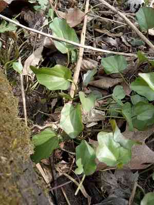 Bittercresses (Cardamine)(Cardamine)