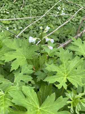 Bittercresses (Cardamine)(Cardamine)