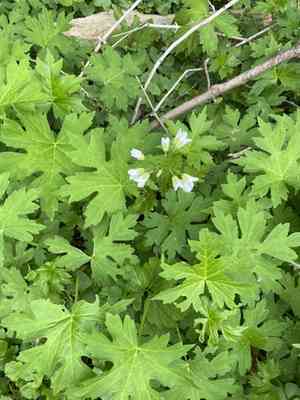 Bittercresses (Cardamine)(Cardamine)