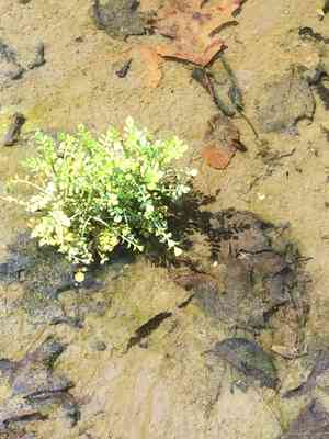 Bittercresses (Cardamine)(Cardamine)