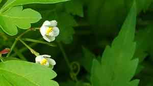 Lesser Balloon Vine(Cardiospermum halicacabum)