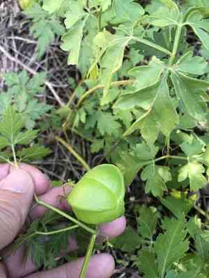 Lesser Balloon Vine(Cardiospermum halicacabum)
