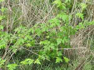 Lesser Balloon Vine(Cardiospermum halicacabum)