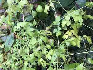 Lesser Balloon Vine(Cardiospermum halicacabum)