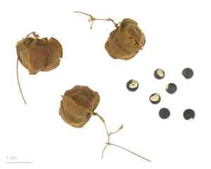 Cardiospermum (Cardiospermum)(Cardiospermum)