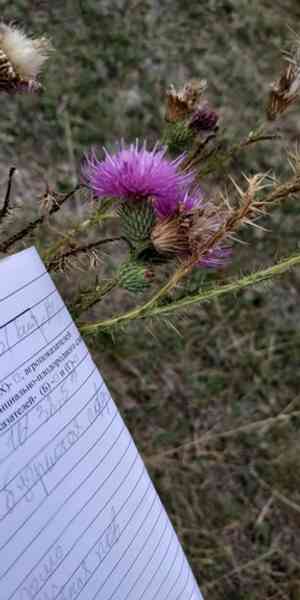 Spiny plumeless thistle(Carduus acanthoides)