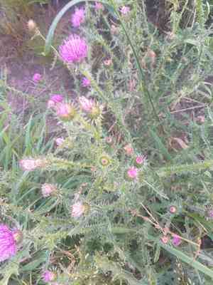 Spiny plumeless thistle(Carduus acanthoides)