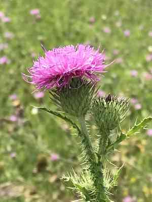 Spiny plumeless thistle(Carduus acanthoides)