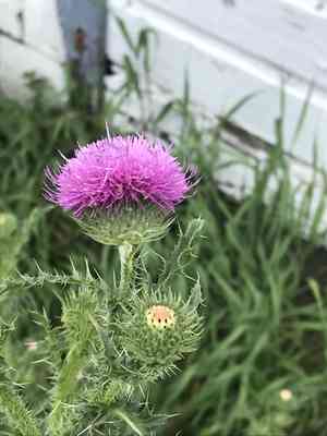 Spiny plumeless thistle(Carduus acanthoides)