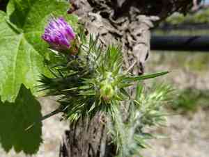 Slender thistle(Carduus tenuiflorus)