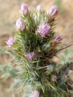 Slender thistle(Carduus tenuiflorus)