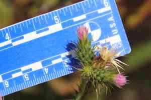 Slender thistle(Carduus tenuiflorus)