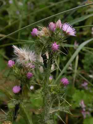 Slender thistle(Carduus tenuiflorus)