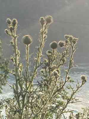 Plumeless thistles (Carduus)(Carduus)