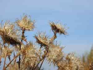 Plumeless thistles (Carduus)(Carduus)