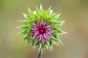 Plumeless thistles (Carduus)(Carduus)