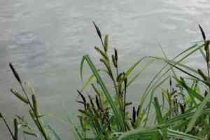 Lesser pond sedge(Carex acutiformis)