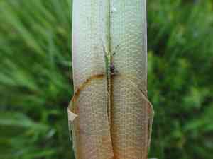 Lesser pond sedge(Carex acutiformis)