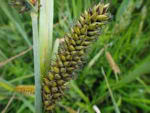Lesser pond sedge(Carex acutiformis)