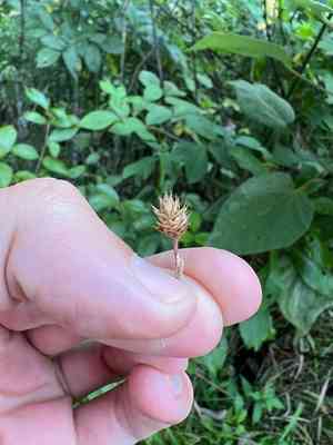 Broadwing sedge(Carex alata)