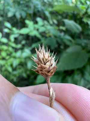 Broadwing sedge(Carex alata)