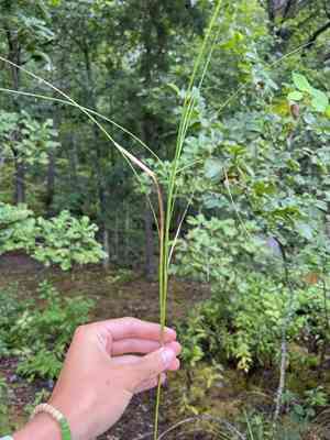 Broadwing sedge(Carex alata)