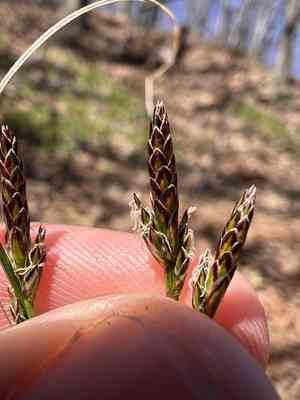 Emmons's sedge(Carex albicans)