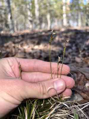 Emmons's sedge(Carex albicans)