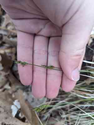 Emmons's sedge(Carex albicans)