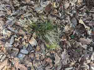 Emmons's sedge(Carex albicans)