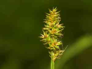 Fox-tail sedge(Carex alopecoidea)