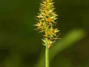 Fox-tail sedge(Carex alopecoidea)