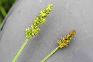 Fox-tail sedge(Carex alopecoidea)