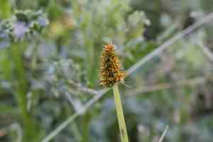 Fox-tail sedge(Carex alopecoidea)