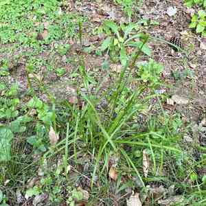 Eastern narrowleaf sedge(Carex amphibola)