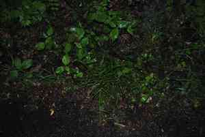 Eastern narrowleaf sedge(Carex amphibola)