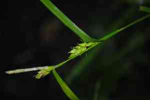 Eastern narrowleaf sedge(Carex amphibola)