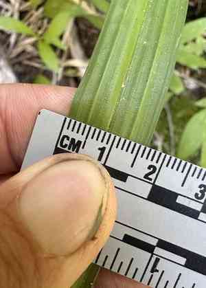 Big-leaf sedge(Carex amplifolia)