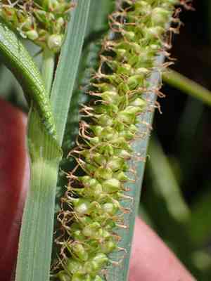 Big-leaf sedge(Carex amplifolia)