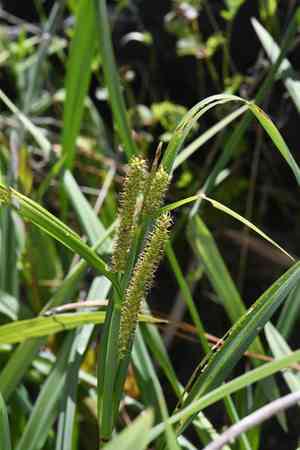 Big-leaf sedge(Carex amplifolia)