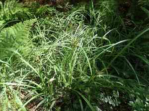 Big-leaf sedge(Carex amplifolia)