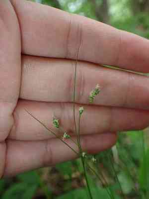 Appalachian sedge(Carex appalachica)