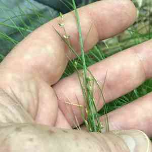 Appalachian sedge(Carex appalachica)