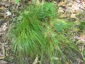 Appalachian sedge(Carex appalachica)