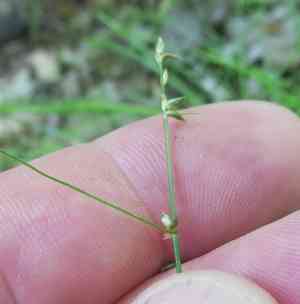 Appalachian sedge(Carex appalachica)